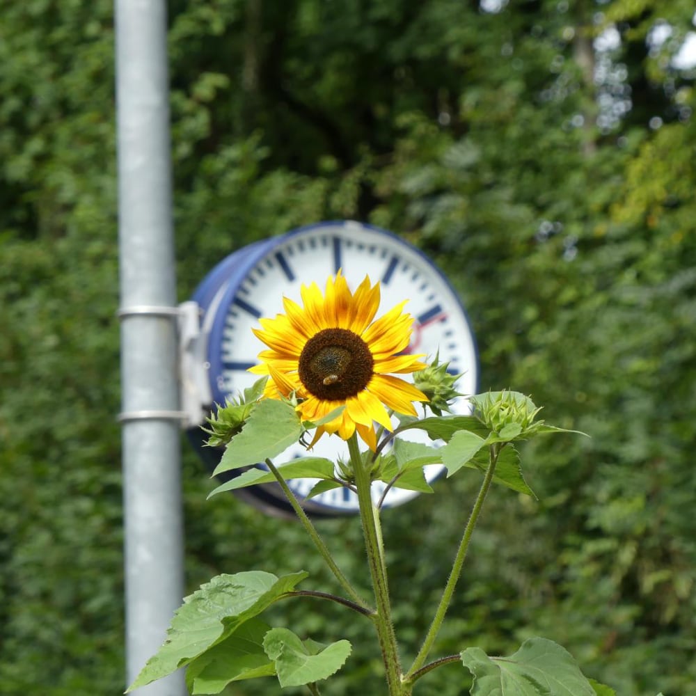 Uhr mit Sonnenblume
